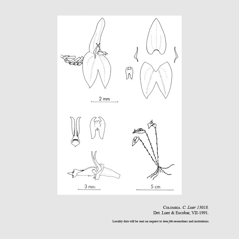 Lepanthes nematodes